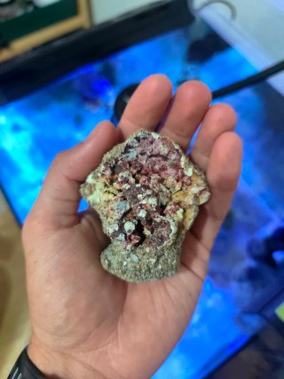 Coralero/Frag rack Magnético Acuario Marino