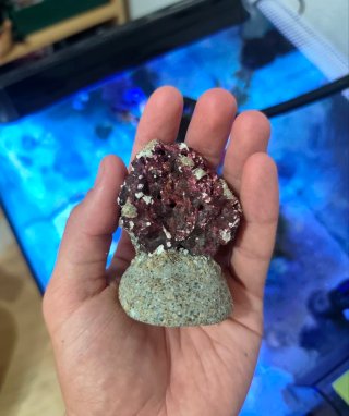 Coralero/Frag rack Magnético Acuario Marino
