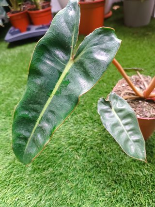 Philodendron billietiae