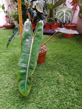 Philodendron billietiae