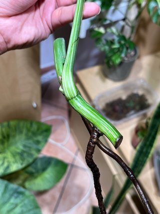 Monstera Albo Variegata