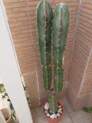 Cactus de 5 años y 1.33m