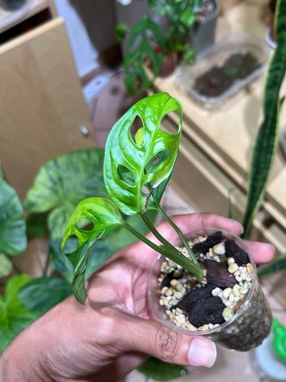 Monstera Adansonii Aurea variegata