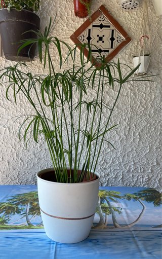 Pianta di Papiro