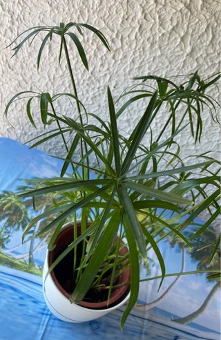 Pianta di Papiro