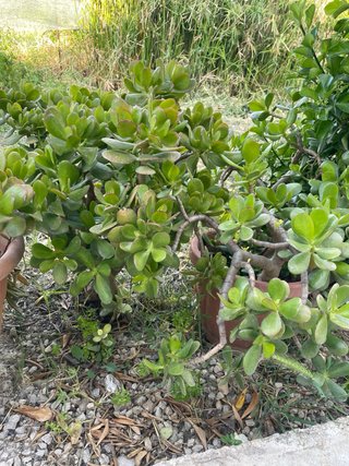 Pianta di Giada