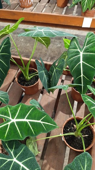 Alocasia 'Frydek'