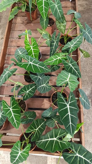 Alocasia 'Frydek'