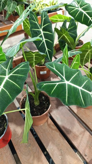 Alocasia 'Frydek'