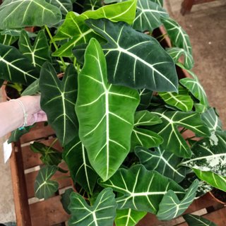 Alocasia 'Frydek'
