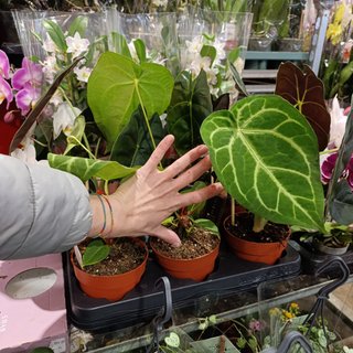 Anthurium crystallinum