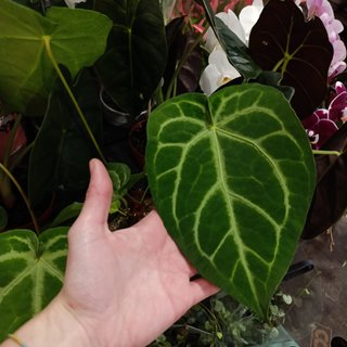 Anthurium crystallinum