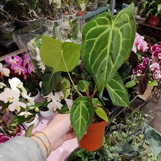 Anthurium crystallinum