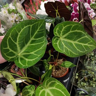 Anthurium crystallinum