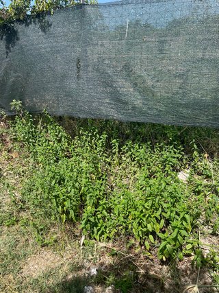 Menta bio