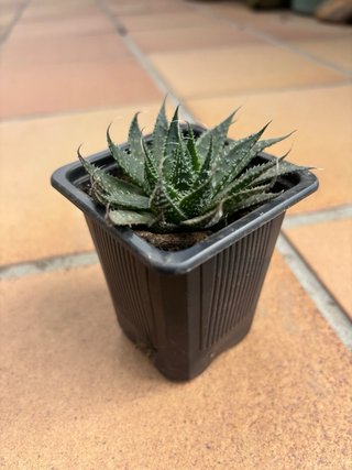 Planta Aloe