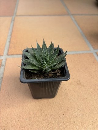 Planta Aloe