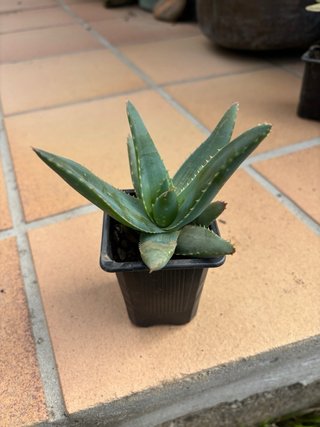 Planta Aloe Vera en Maceta Negra