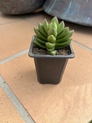 Planta Crassula Ben
