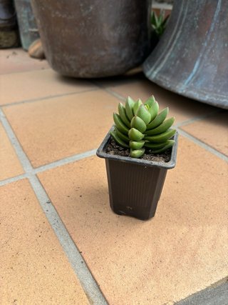 Planta Crassula Ben