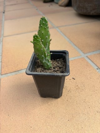 Planta Cactus Opuntia