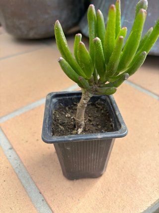 Planta Crassula Gollum