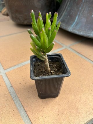 Planta Crassula Gollum