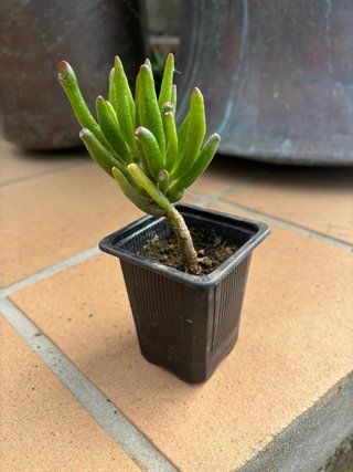 Planta Crassula Gollum