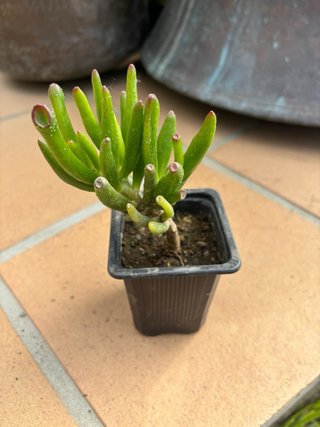 Planta Crassula Gollum
