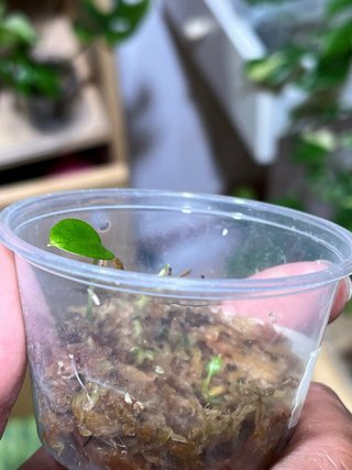 Anthurium Crystallinum - Piantina