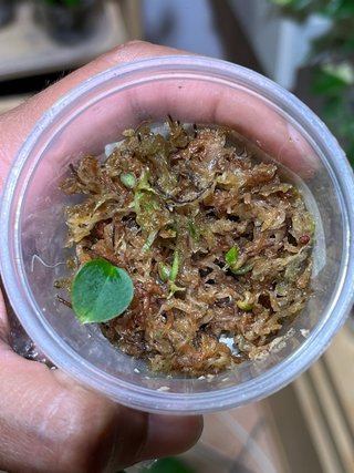 Anthurium Crystallinum - Piantina