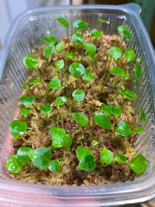 Anthurium Crystallinum - Piantina