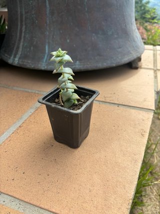 Crassula Perforata Planta Suculenta