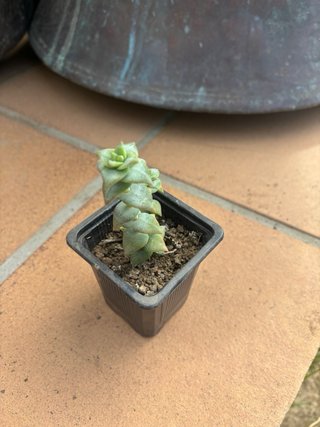 Crassula Perforata Planta Suculenta
