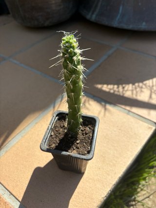 Cactus Agujas de Eva