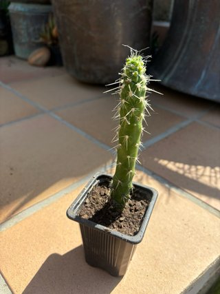 Cactus Agujas de Eva