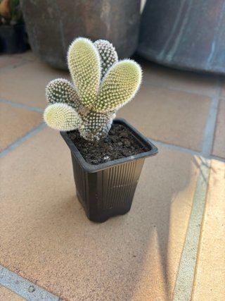 Cactus Opuntia en maceta