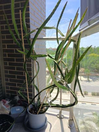 Planta pitahaya