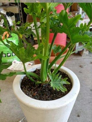 Philodendron Selloum con vaso bianco