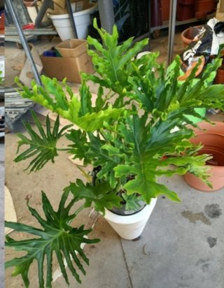 Philodendron Selloum con vaso bianco