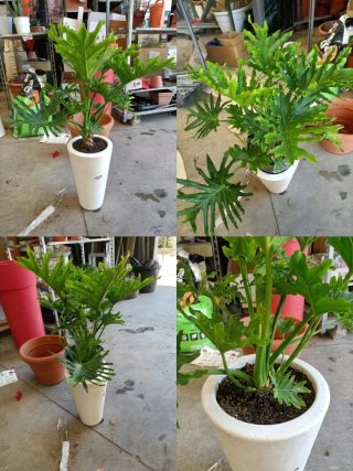 Philodendron Selloum con vaso bianco