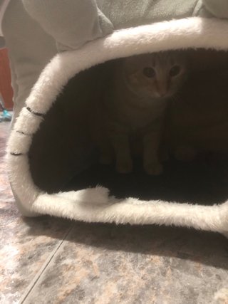 Casa per gatti morbida