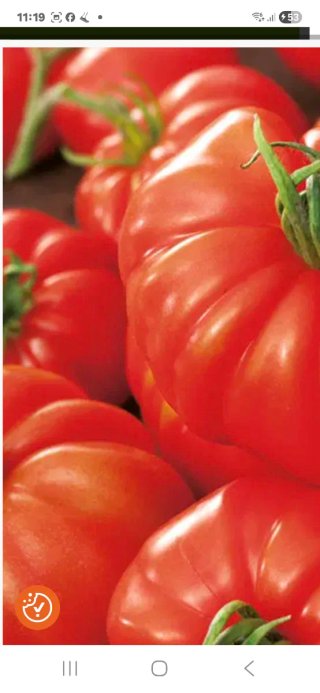 Plantas de Tomate Marmande Entrega mano muchas pla