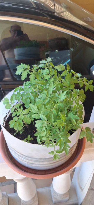 Plantas de Tomate Marmande Entrega mano muchas pla