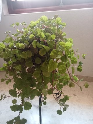 Planta grande del Dinero Colgante