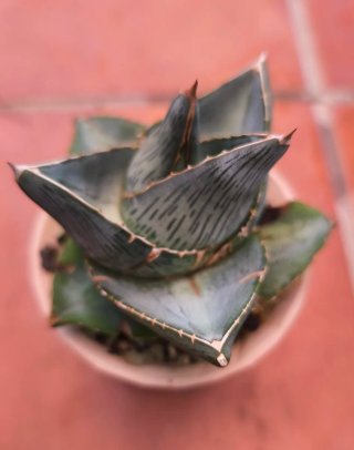 Agave pumila