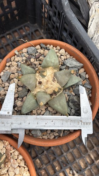 Cactus Ariocarpus retusus
