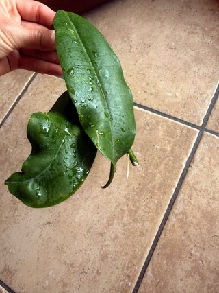 Hoya Imperalis Red
