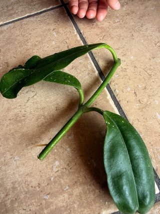 Hoya Imperalis Red