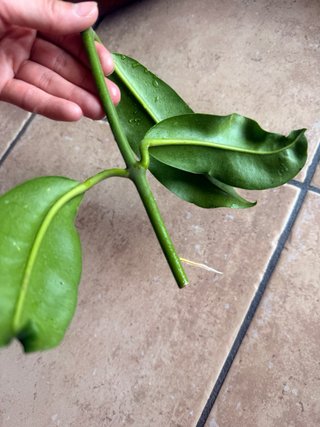 Hoya Imperalis Red